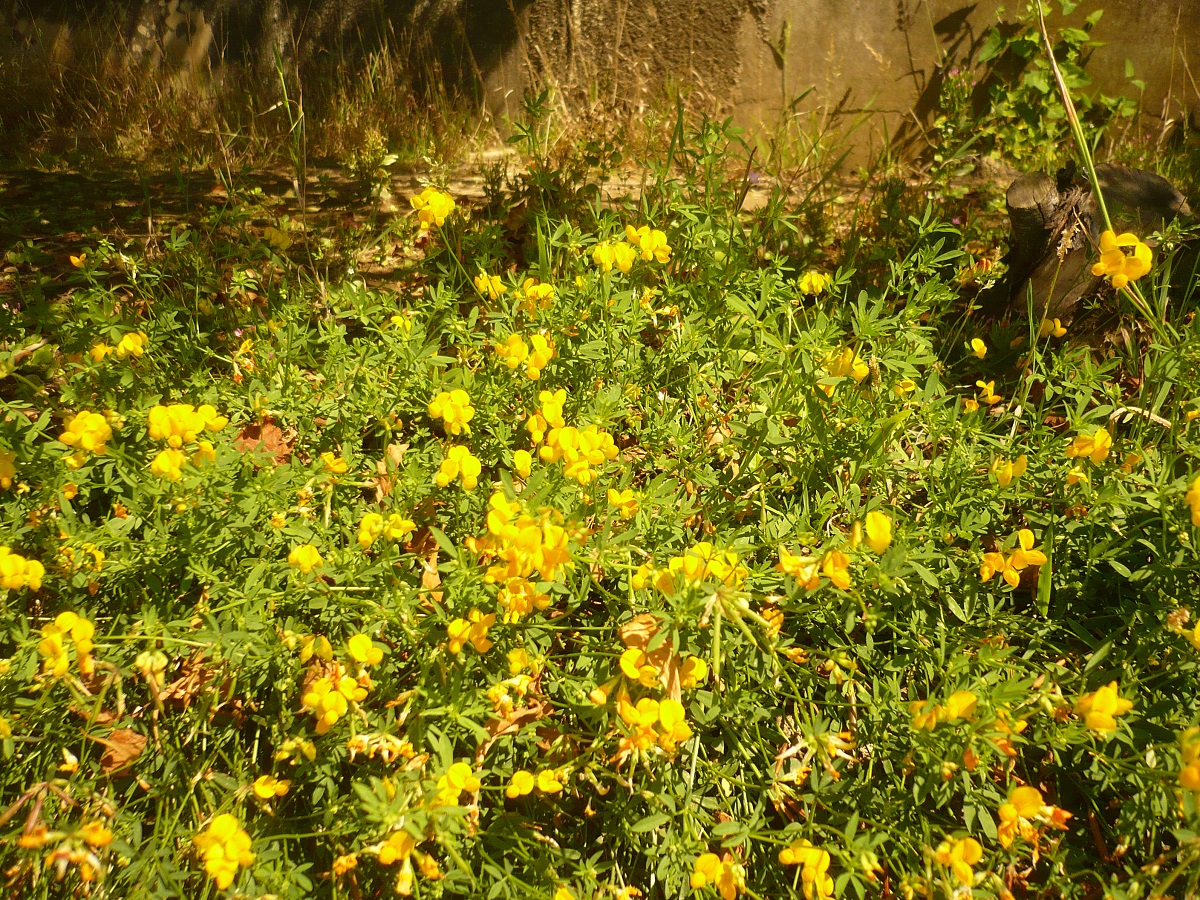 Lotus corniculatus subsp. corniculatus var. crassifolius (Fabaceae)